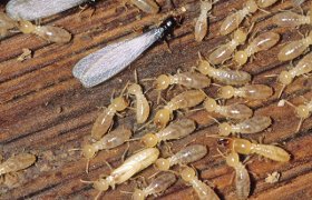 how to spot termites at home