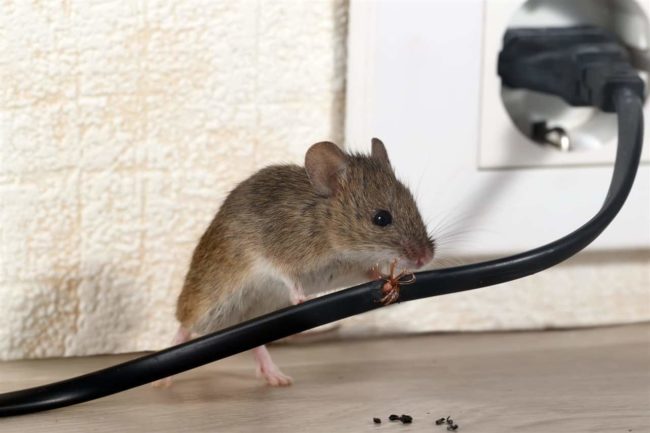 tips to prevent a rat infestation in your home tips to prevent a rat infestation in your home